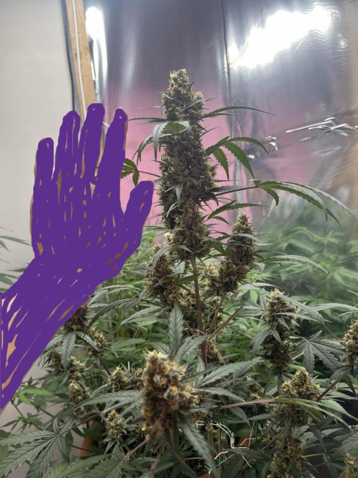 Sensi-FatBeans Pineapple Automatic. Week 9