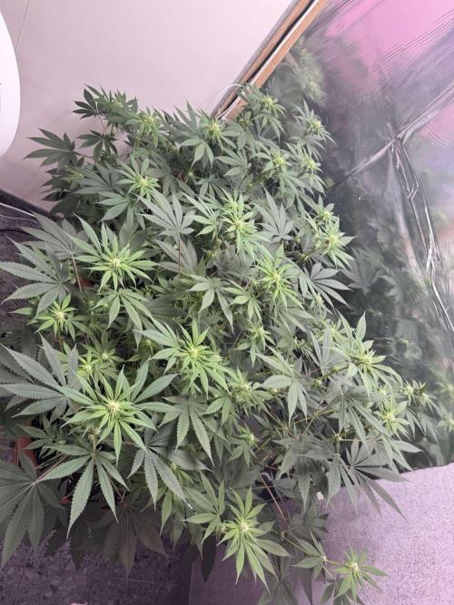 Barney's Farm - Insane OG (indoor). Week 7