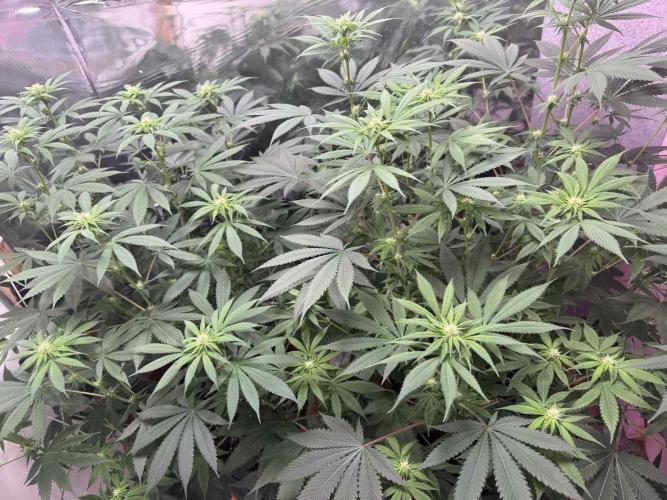 Barney's Farm - Insane OG (indoor). Week 7