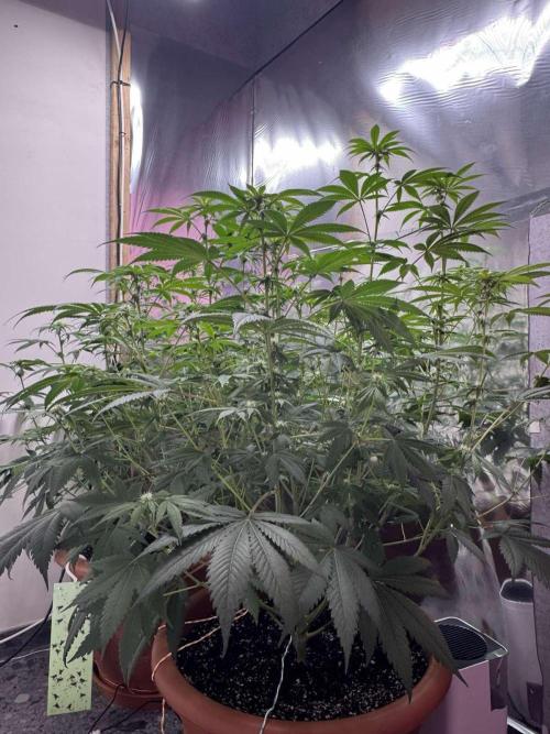 Barney's Farm - Insane OG (indoor). Week 7