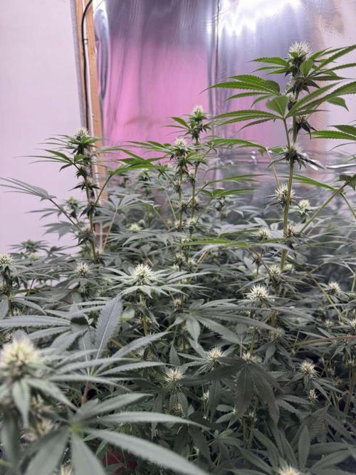 Barney's Farm - Insane OG (indoor). Week 8