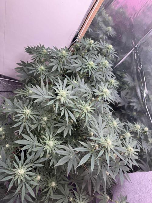 Barney's Farm - Insane OG (indoor). Week 8