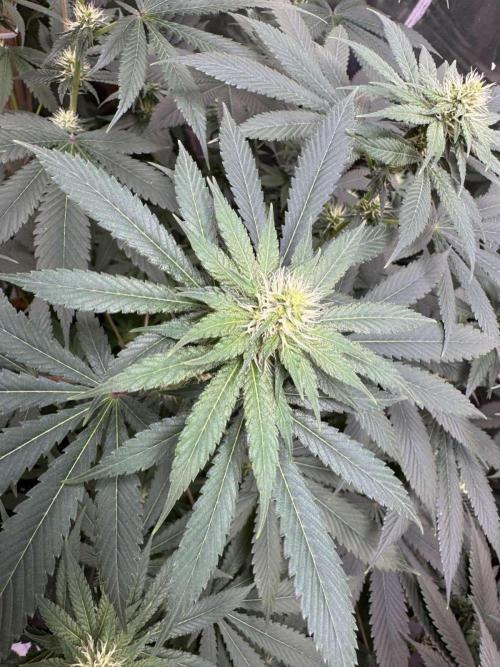 Barney's Farm - Insane OG (indoor). Week 8