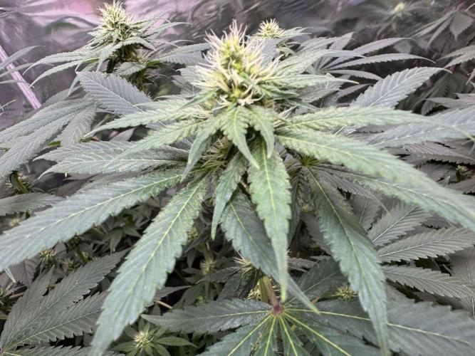 Barney's Farm - Insane OG (indoor). Week 8