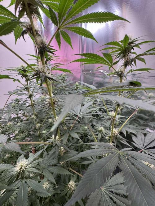 Barney's Farm - Insane OG (indoor). Week 8