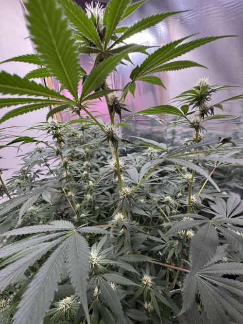 Barney's Farm - Insane OG (indoor). Week 8