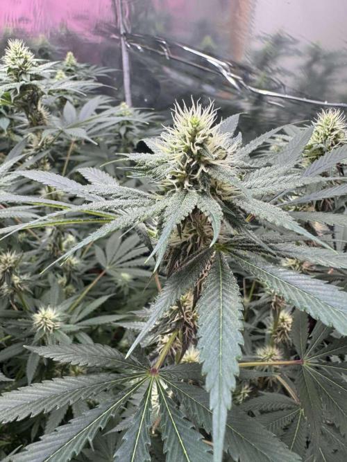 Barney's Farm - Insane OG (indoor). Week 9