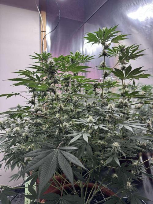 Barney's Farm - Insane OG (indoor). Week 9