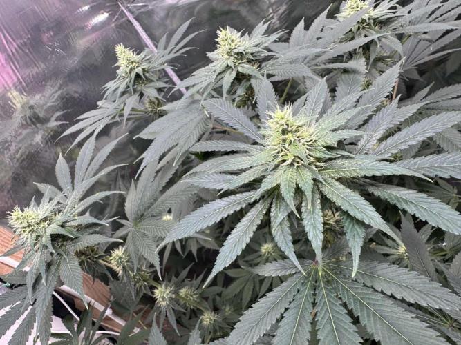 Barney's Farm - Insane OG (indoor). Week 9