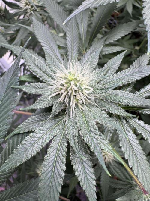 Barney's Farm - Insane OG (indoor). Week 9