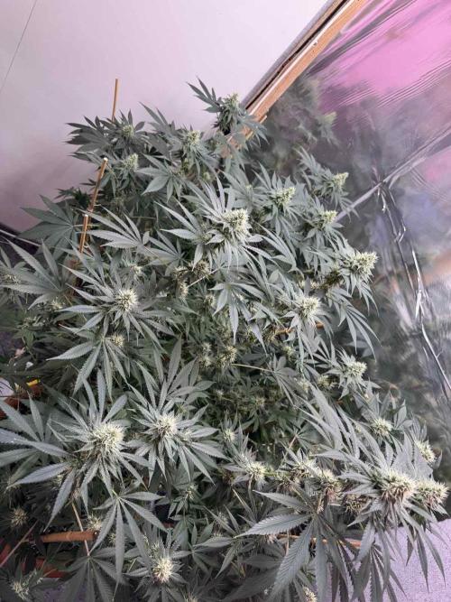 Barney's Farm - Insane OG (indoor). Week 10