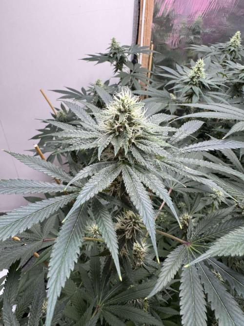 Barney's Farm - Insane OG (indoor). Week 10