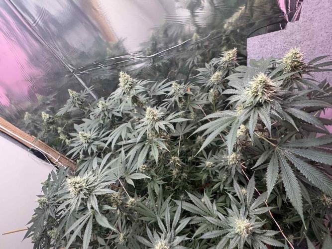 Barney's Farm - Insane OG (indoor). Week 11 - plant #1