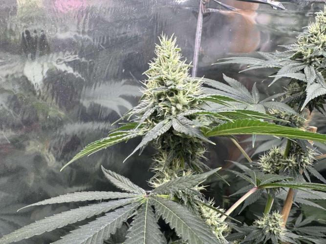 Barney's Farm - Insane OG (indoor). Week 11 - plant #1