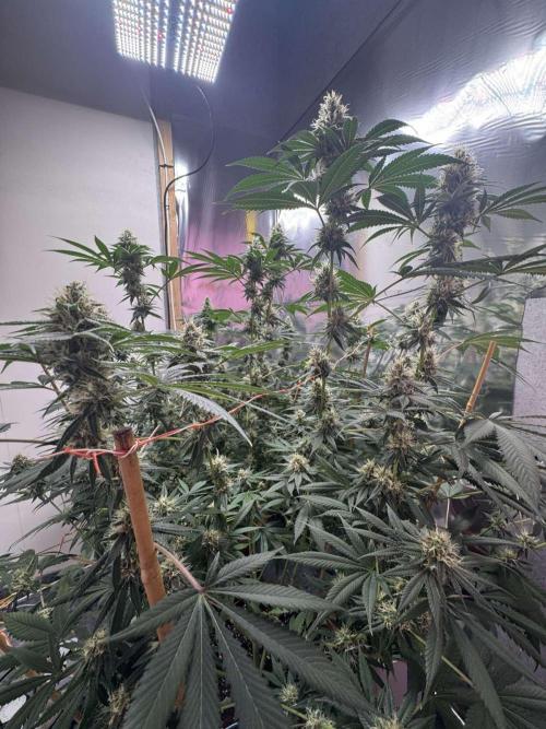Barney's Farm - Insane OG (indoor). Week 11 - Lots of bud sites (plant #2)