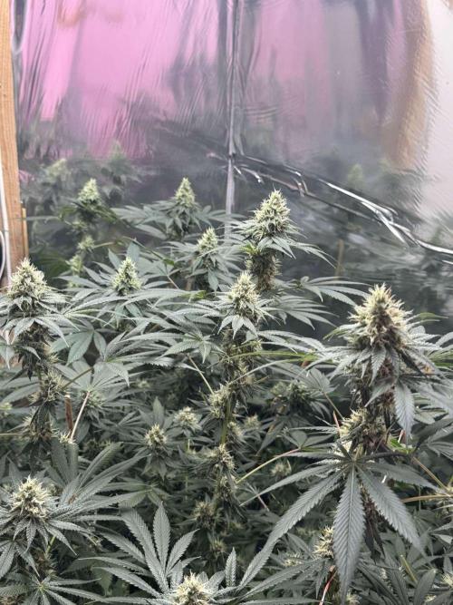 Barney's Farm - Insane OG (indoor). Week 11 - :)