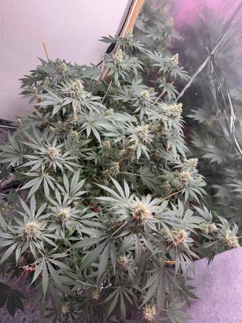 Barney's Farm - Insane OG (indoor). Week 12