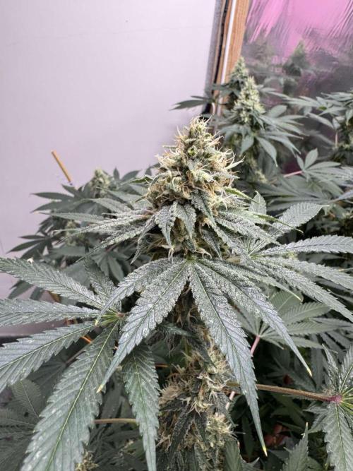 Barney's Farm - Insane OG (indoor). Week 12 - #2