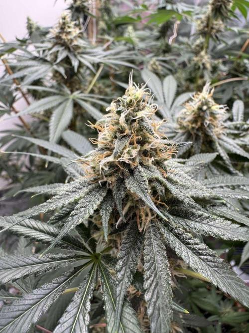 Barney's Farm - Insane OG (indoor). Week 12 - #2
