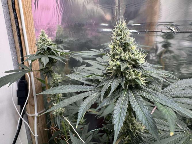 Barney's Farm - Insane OG (indoor). Week 12 - #1: still no brown pistils