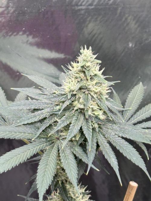 Barney's Farm - Insane OG (indoor). Week 12 - #1