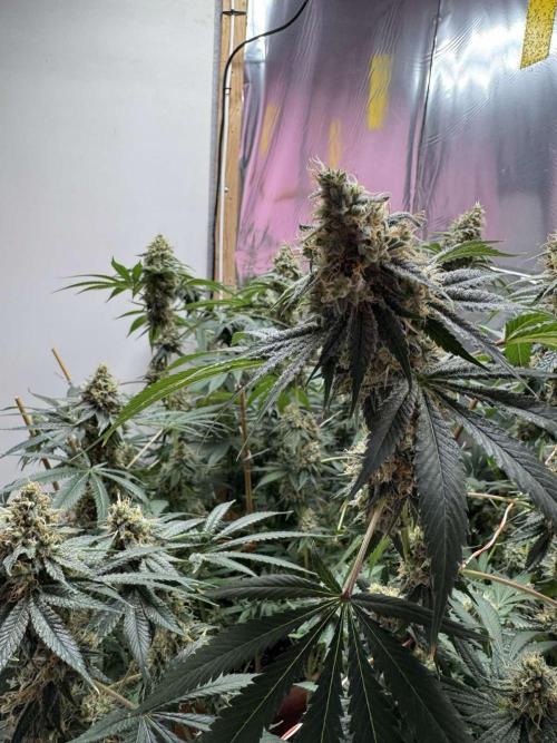 Barney's Farm - Insane OG (indoor). Week 13