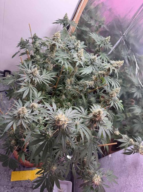 Barney's Farm - Insane OG (indoor). Week 13