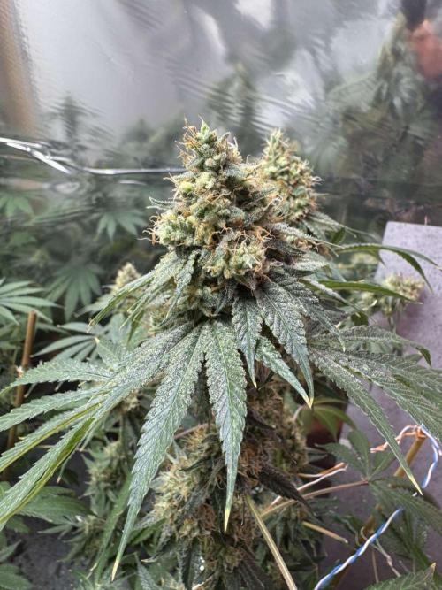 Barney's Farm - Insane OG (indoor). Week 14