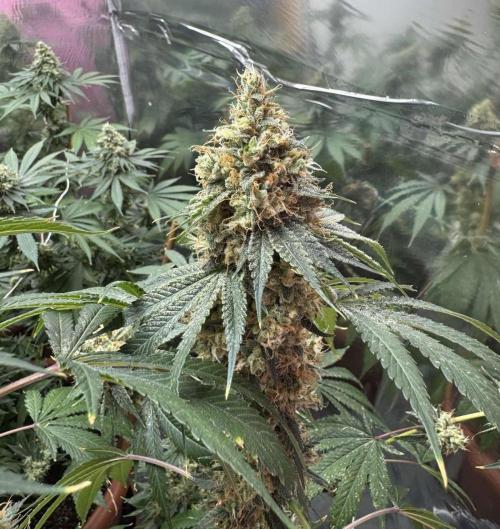 Barney's Farm - Insane OG (indoor). Week 14