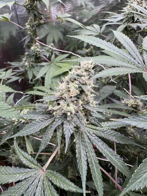Barney's Farm - Insane OG (indoor). Week 14