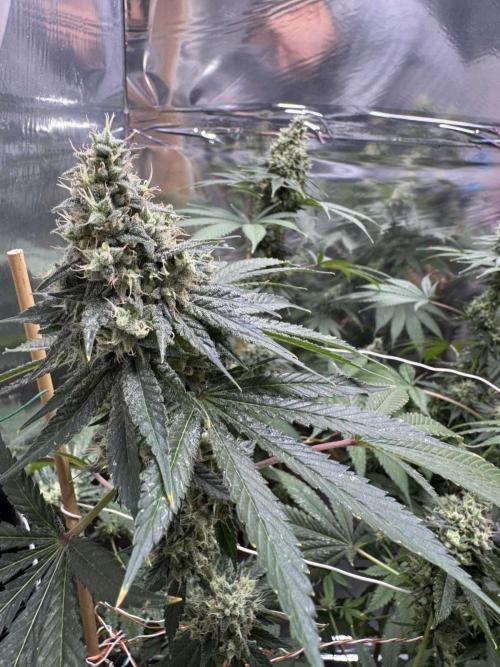 Barney's Farm - Insane OG (indoor). Week 14
