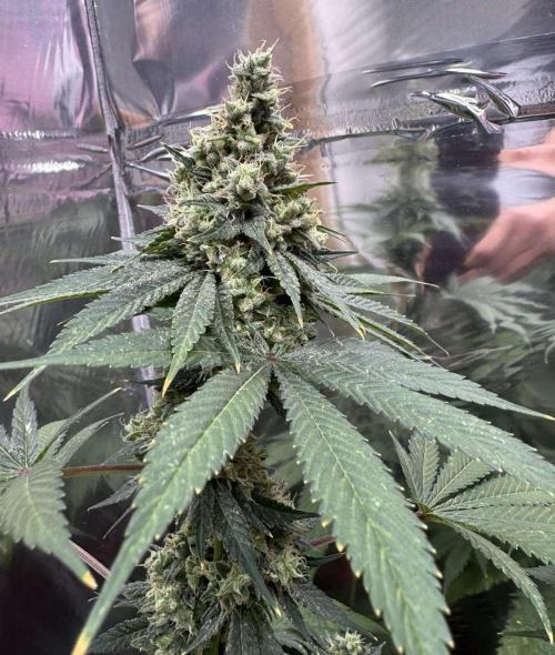 Barney's Farm - Insane OG (indoor). Week 14