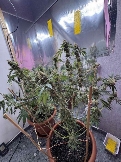 Barney's Farm - Insane OG (indoor). Week 15