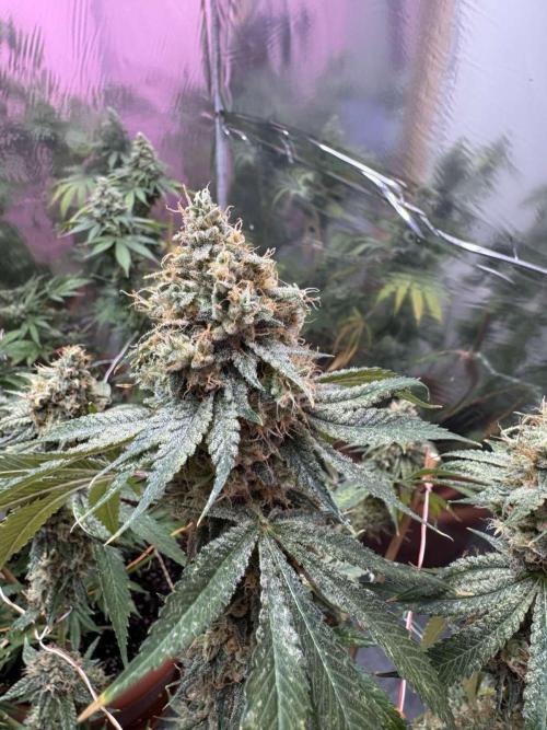 Barney's Farm - Insane OG (indoor). Week 15