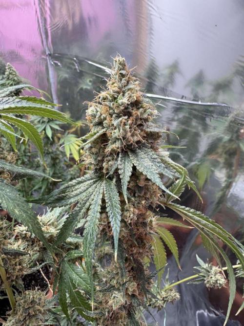 Insane OG. Week 15