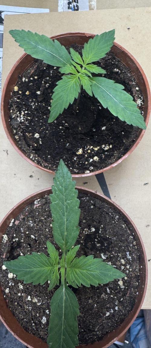 Orange Sherbet Auto. Week 1