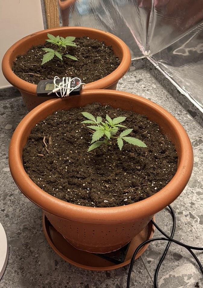 Fastbuds - Orange Sherbet Auto Indoor. Week 2