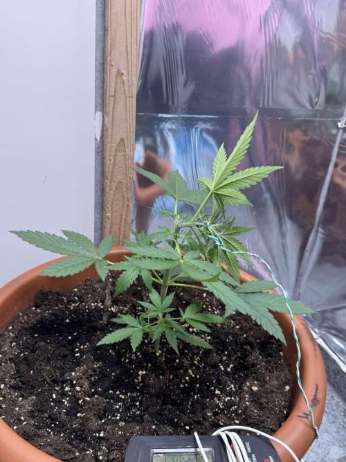 Fastbuds - Orange Sherbet Auto Indoor. Week 3
