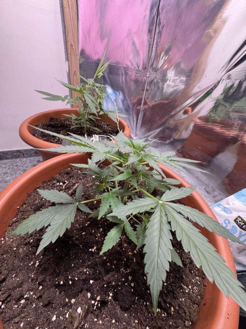 Fastbuds - Orange Sherbet Auto Indoor. Week 3
