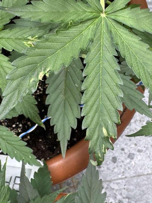 Fastbuds - Orange Sherbet Auto Indoor. Week 4 - Plant #1: disfigurement on a a few older leaves