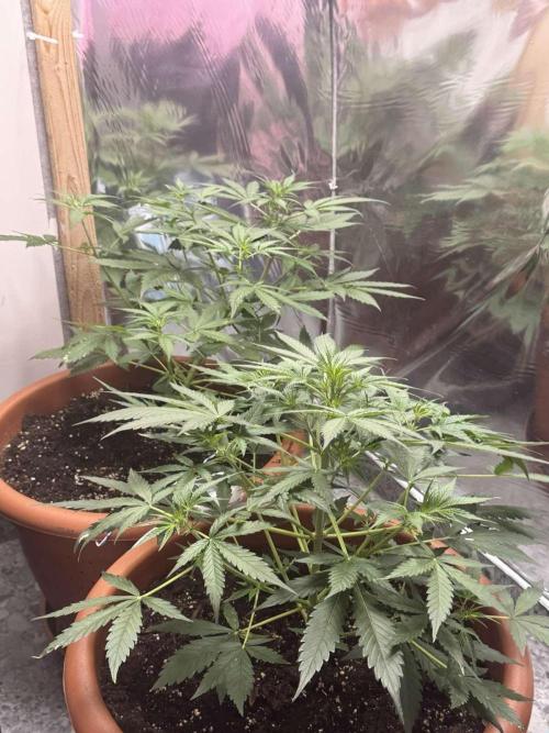 Fastbuds - Orange Sherbet Auto Indoor. Week 4