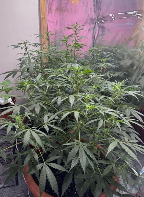 Orange Sherbet Auto. Week 5
