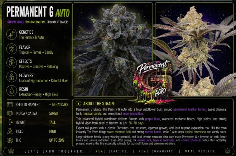 Permanent G Auto. Week 0