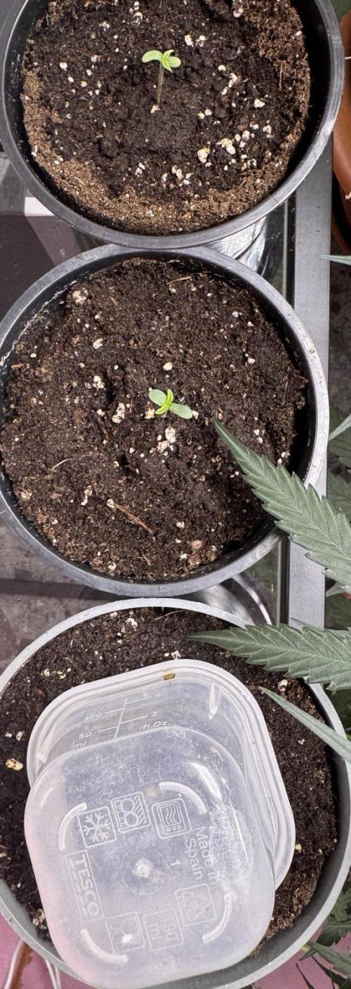 Permanent G Auto. Week 0