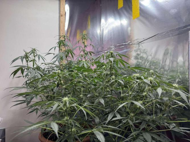 Fastbuds - Orange Sherbet Auto Indoor. Week 6
