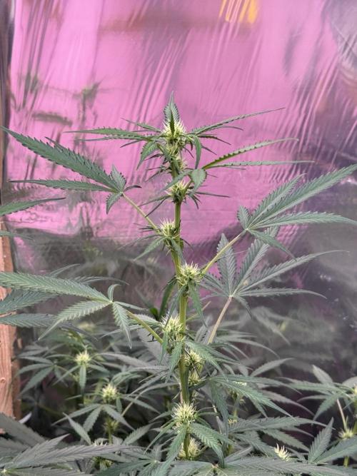 Fastbuds - Orange Sherbet Auto Indoor. Week 6