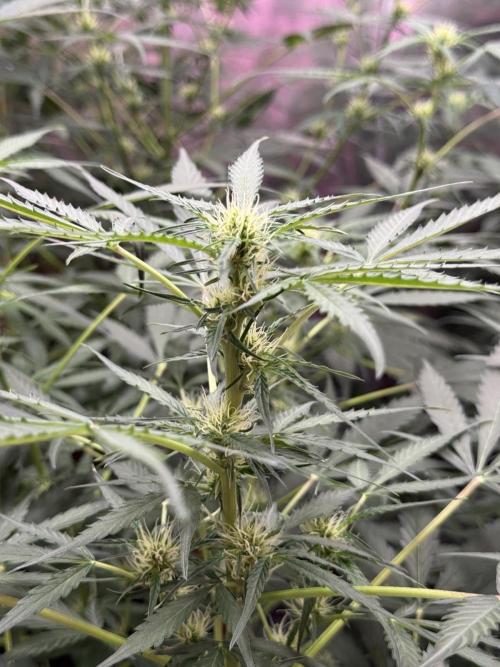Fastbuds - Orange Sherbet Auto Indoor. Week 6