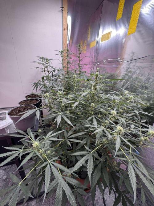 Orange Sherbet Auto. Week 7