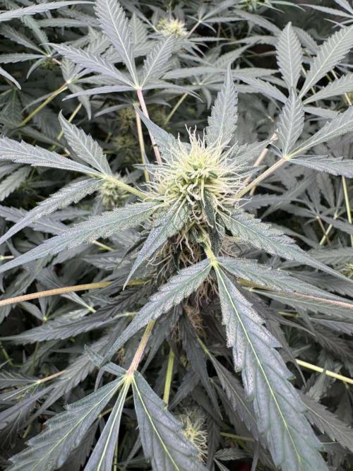 Fastbuds - Orange Sherbet Auto Indoor. Week 7