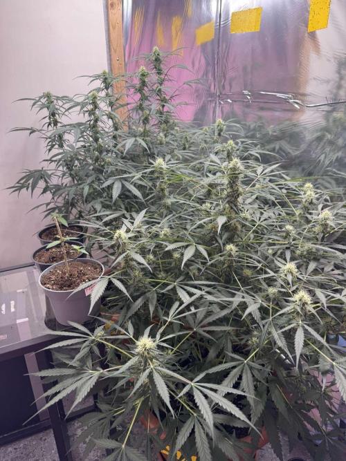 Fastbuds - Orange Sherbet Auto Indoor. Week 7